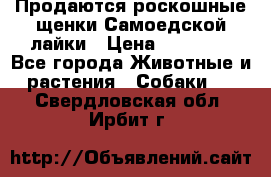 Продаются роскошные щенки Самоедской лайки › Цена ­ 40 000 - Все города Животные и растения » Собаки   . Свердловская обл.,Ирбит г.